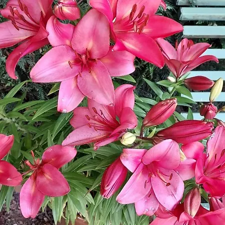 アエロテル ベルサイユ サンシル - レタプ デュ シロンス ホテル